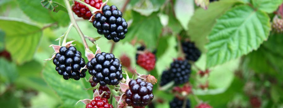 Blackberries...